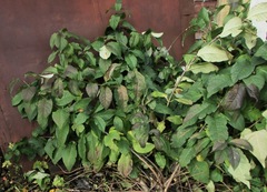 Prunus padus