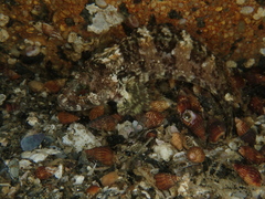 Calliclinus geniguttatus