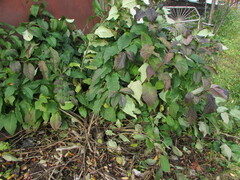 Prunus padus