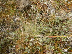 Deschampsia cespitosa cespitosa