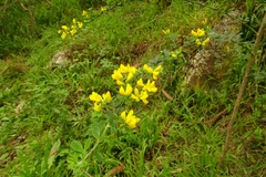 Genista monspessulana