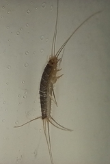 Ctenolepisma longicaudatum