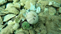 Sphaerechinus granularis