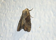 Lateroligia ophiogramma