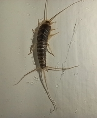 Ctenolepisma longicaudatum