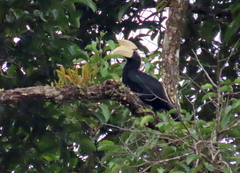 Anthracoceros malayanus