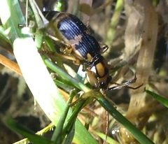 Pheropsophus javanus