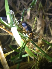 Pheropsophus javanus