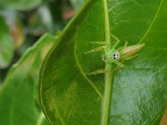 Mopsus mormon
