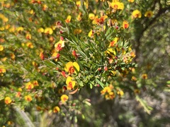 Bossiaea linophylla