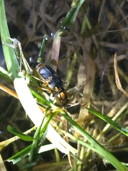 Pheropsophus javanus