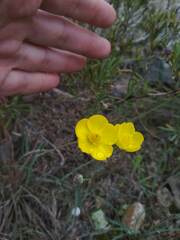Ranunculus gramineus