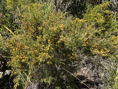 Bossiaea linophylla