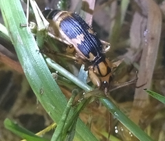 Pheropsophus javanus