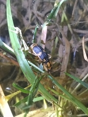 Pheropsophus javanus