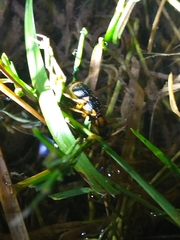 Pheropsophus javanus