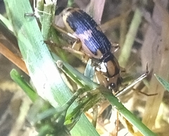 Pheropsophus javanus