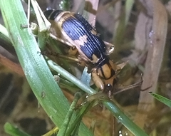 Pheropsophus javanus