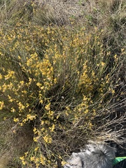 Ulex