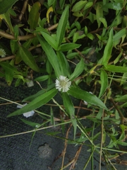 Eclipta prostrata