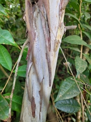 Myrcia