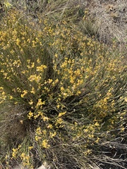 Ulex