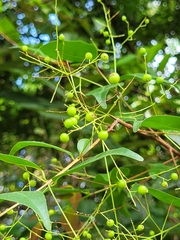 Myrcia