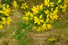 Genista monspessulana