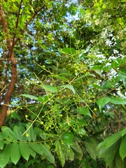 Myrcia