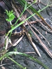 Pheropsophus javanus