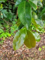 Myrcia