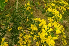 Genista monspessulana