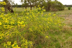 Genista monspessulana