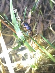 Pheropsophus javanus