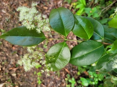 Myrcia