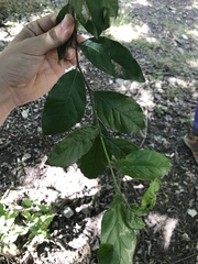 Ehretia anacua