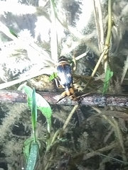 Pheropsophus javanus