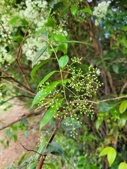 Myrcia