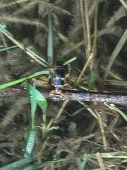 Pheropsophus javanus