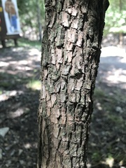 Ehretia anacua