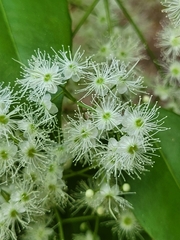 Myrcia