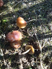 Conocybe