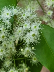 Myrcia