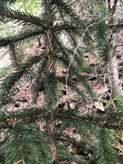 Picea sitchensis