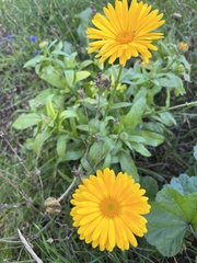 Calendula