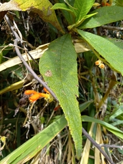 Gesneriaceae