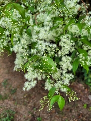 Myrcia