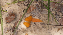 Cirrochroa tyche mithila