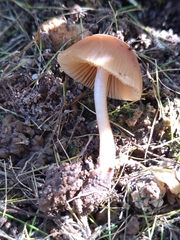 Conocybe