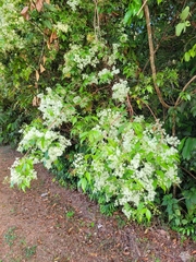 Myrcia